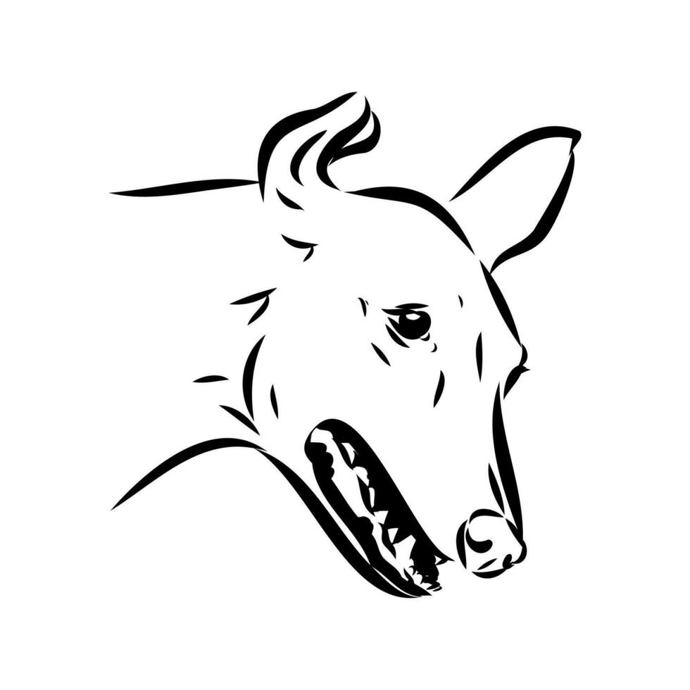 Greyhound azawak vector sketch