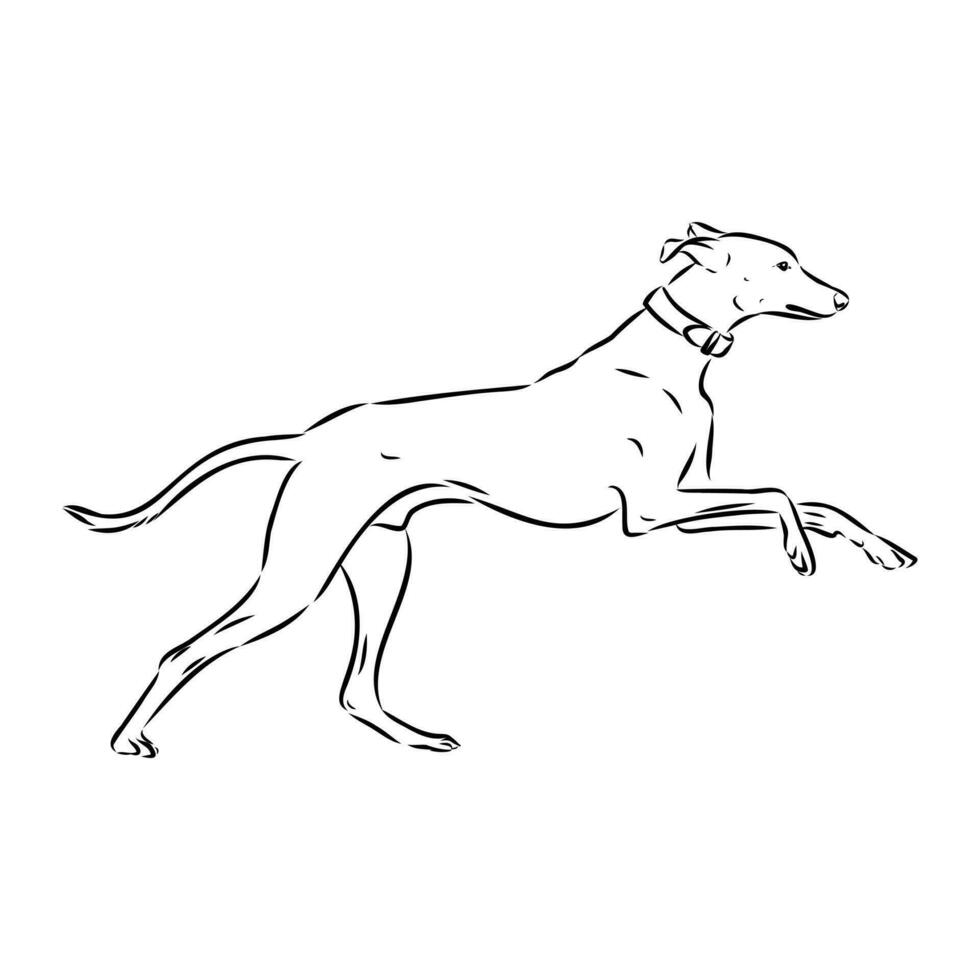 Greyhound azawak vector sketch