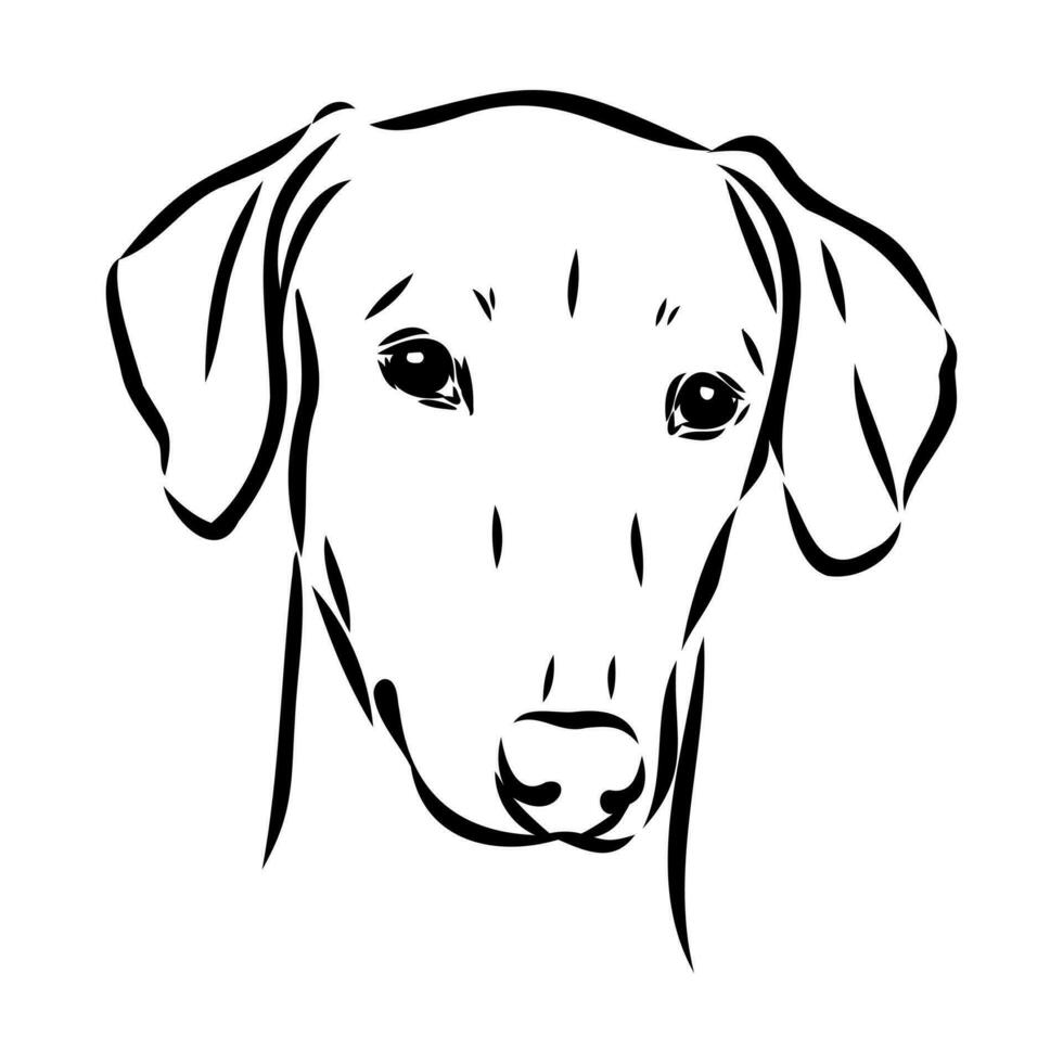 Greyhound azawak vector sketch