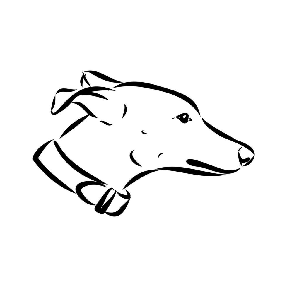 Greyhound azawak vector sketch