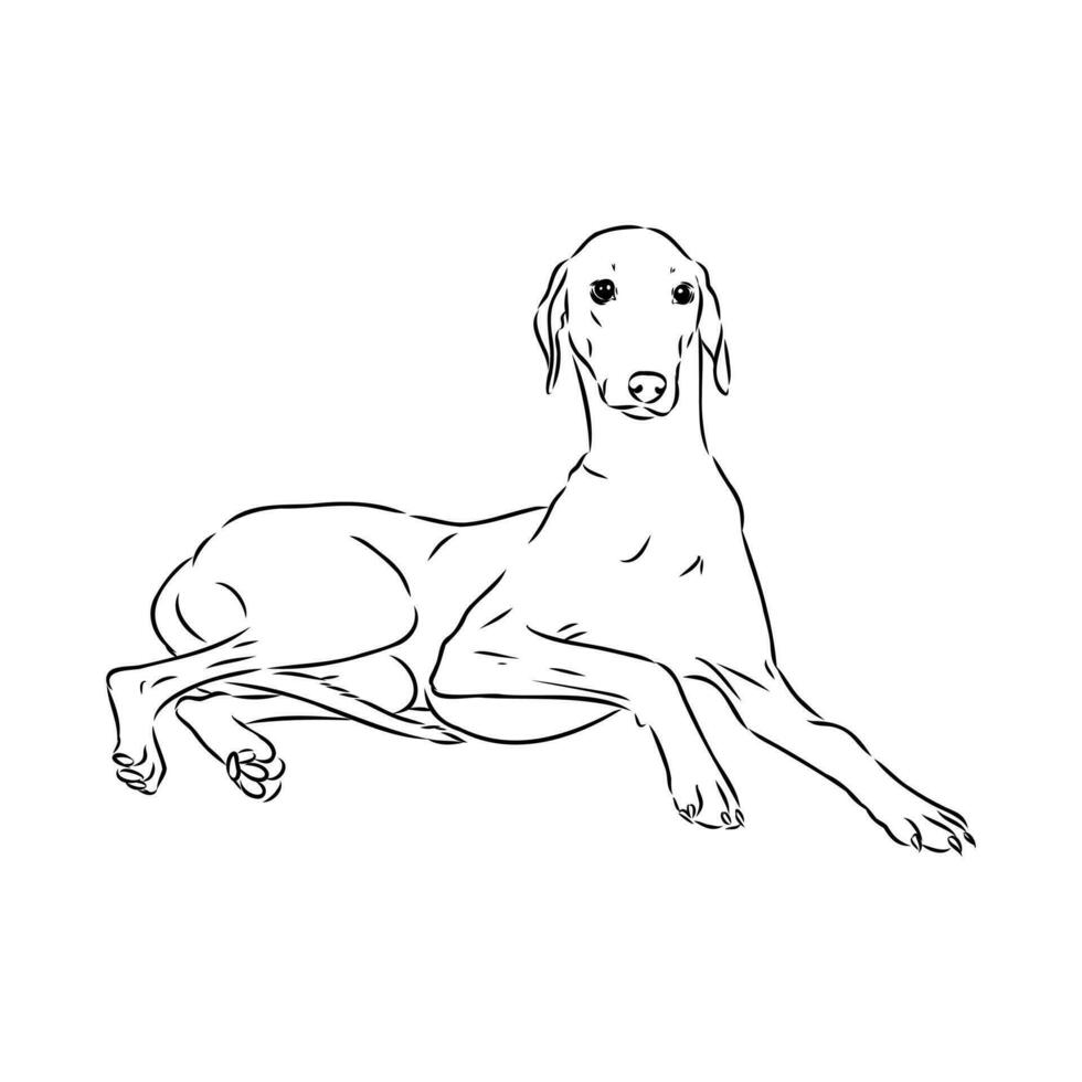 Greyhound azawak vector sketch