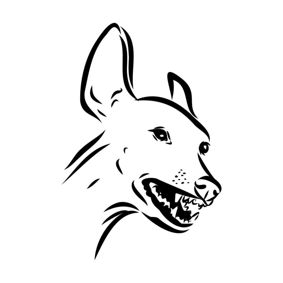 Greyhound azawak vector sketch