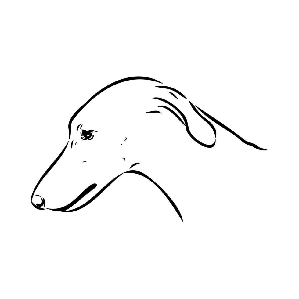 Greyhound azawak vector sketch