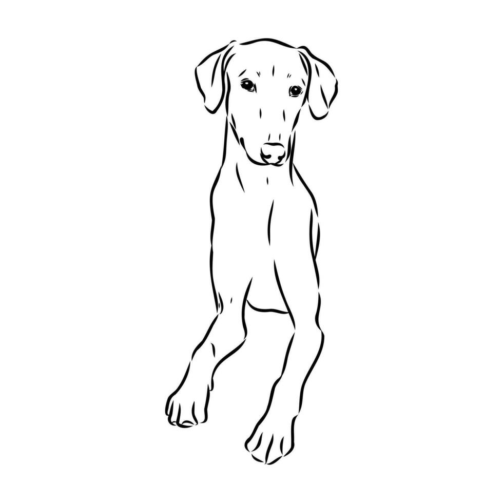 Greyhound azawak vector sketch