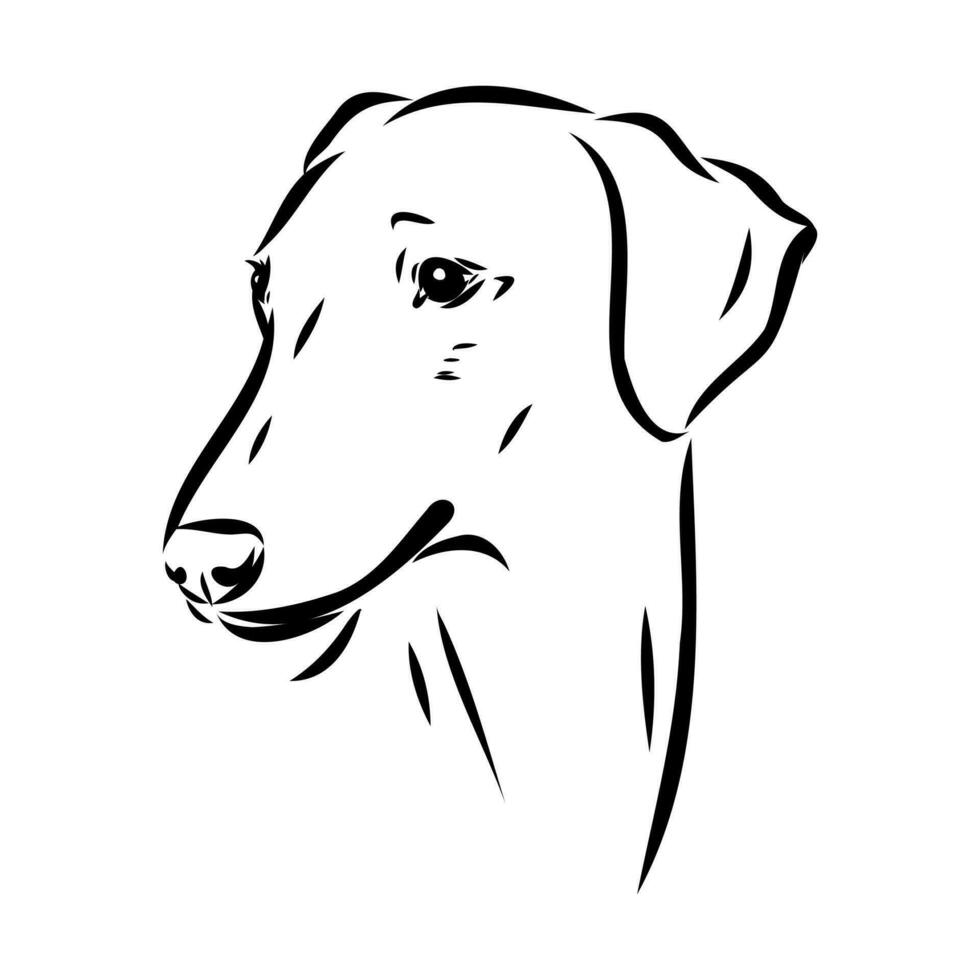 Greyhound azawak vector sketch