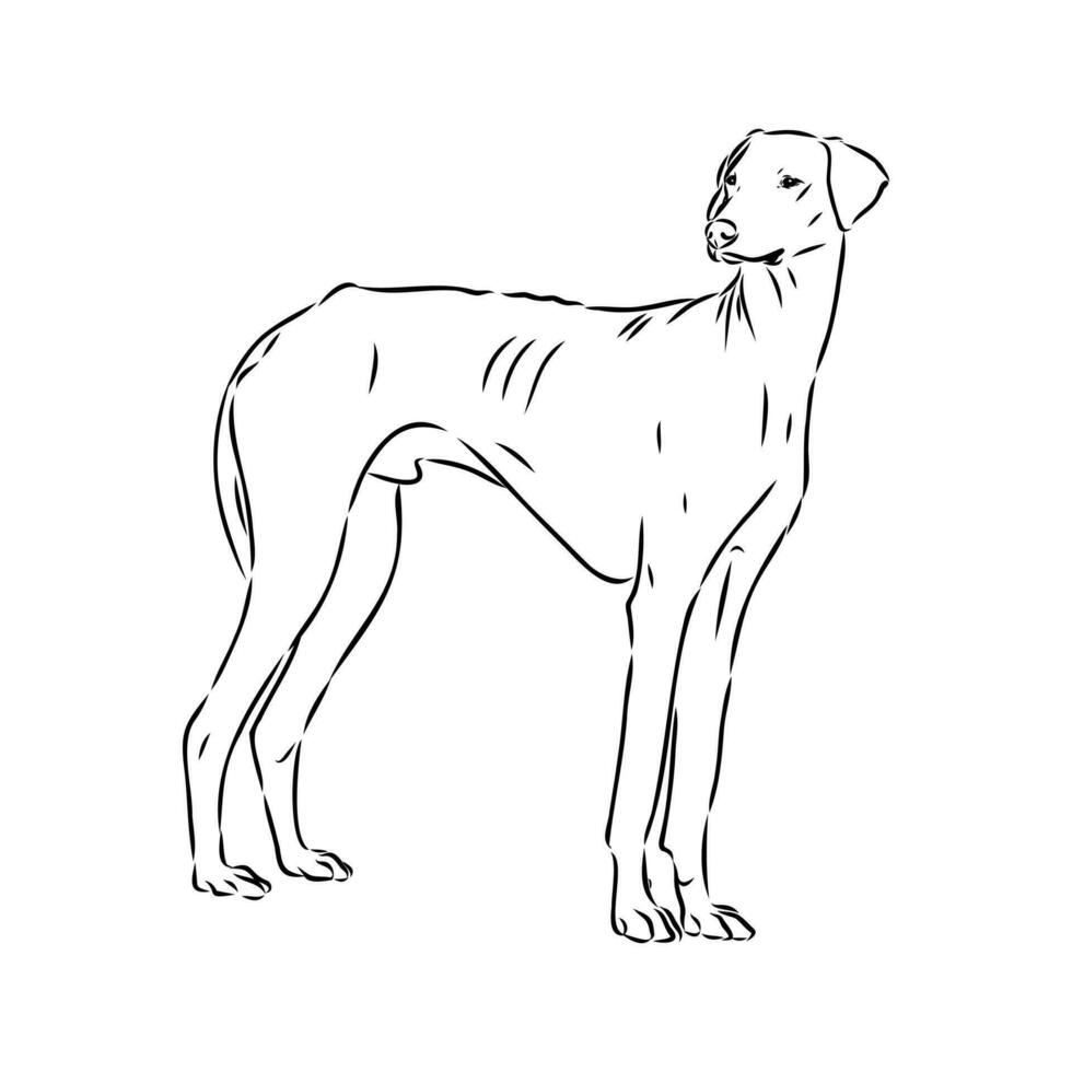 Greyhound azawak vector sketch