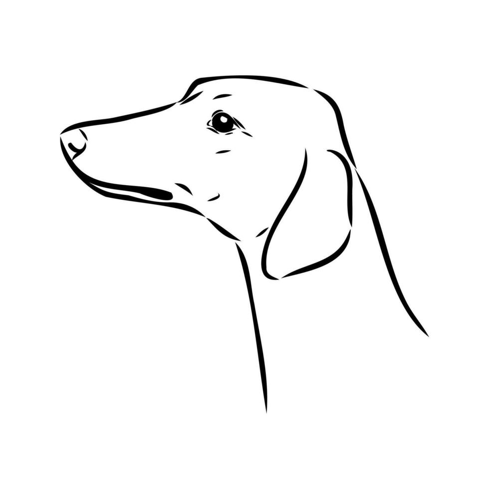 Greyhound azawak vector sketch