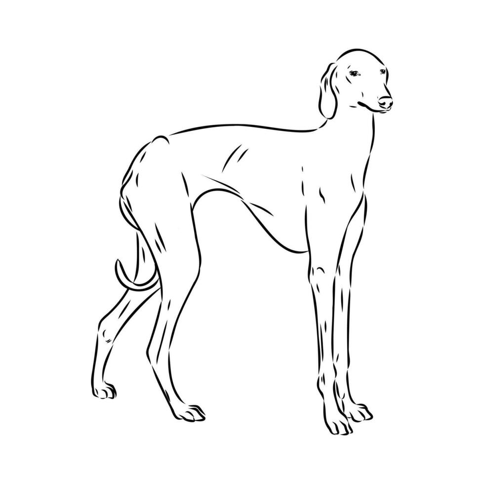 Greyhound azawak vector sketch