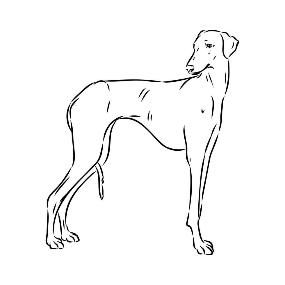 Greyhound azawak vector sketch