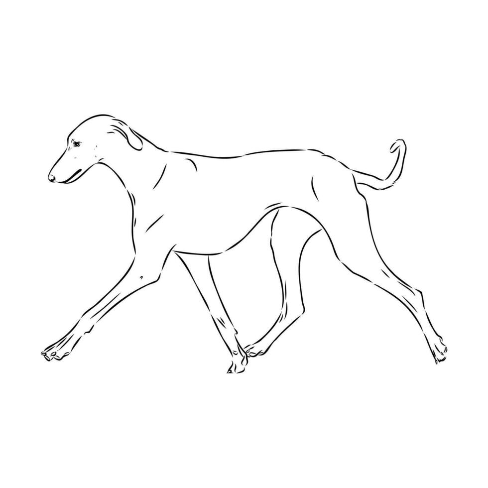 Greyhound azawak vector sketch