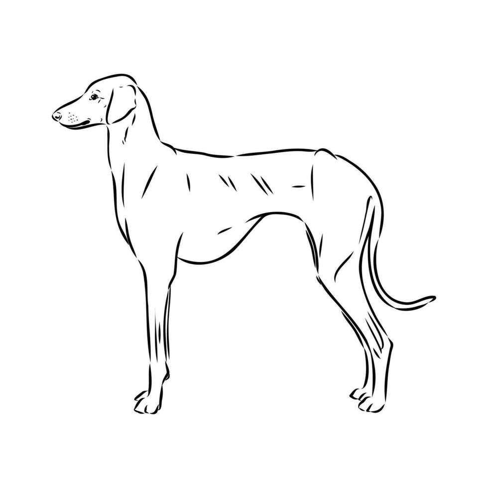 Greyhound azawak vector sketch