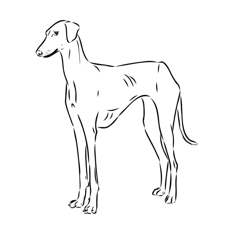 Greyhound azawak vector sketch