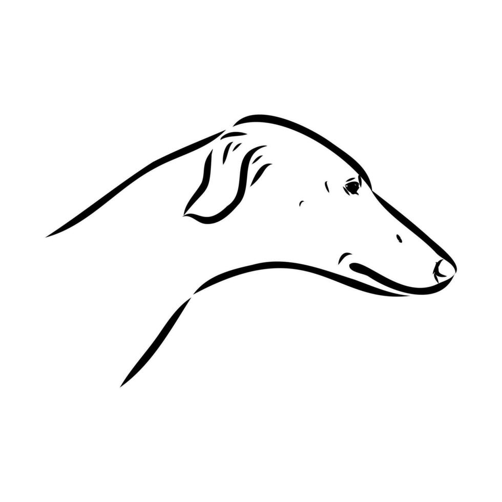 Greyhound azawak vector sketch