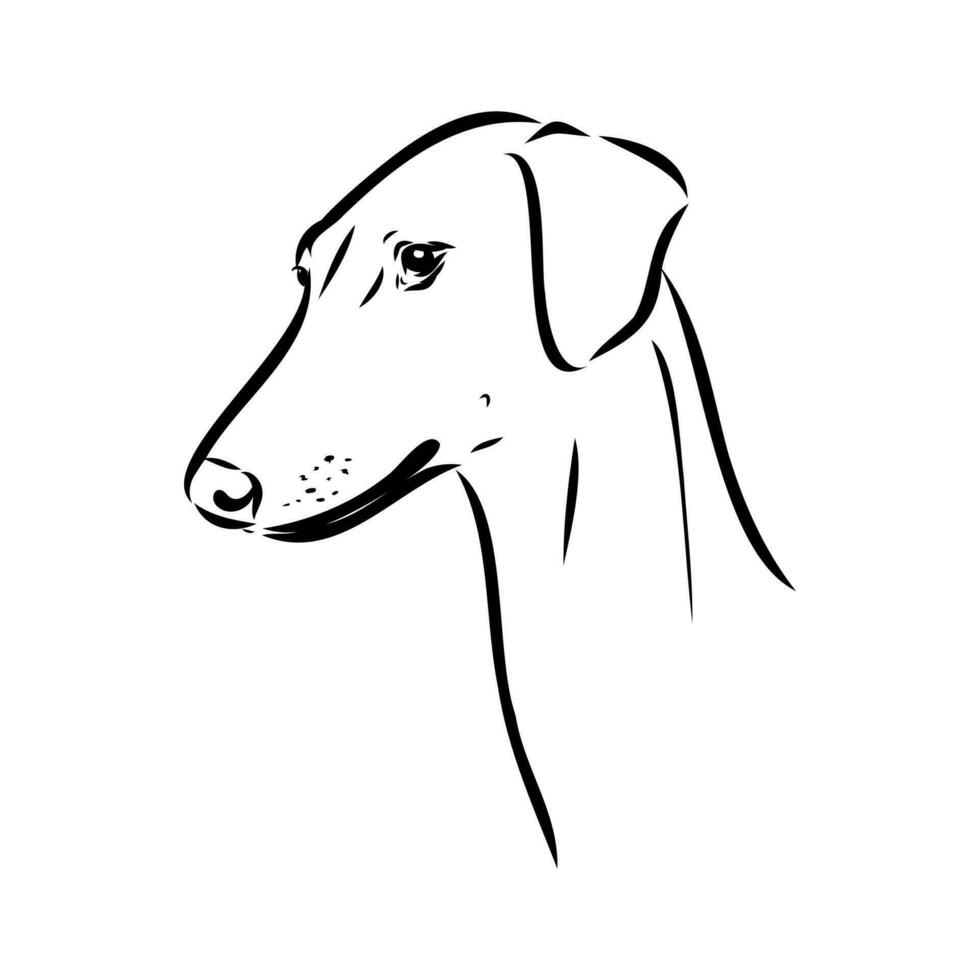 Greyhound azawak vector sketch