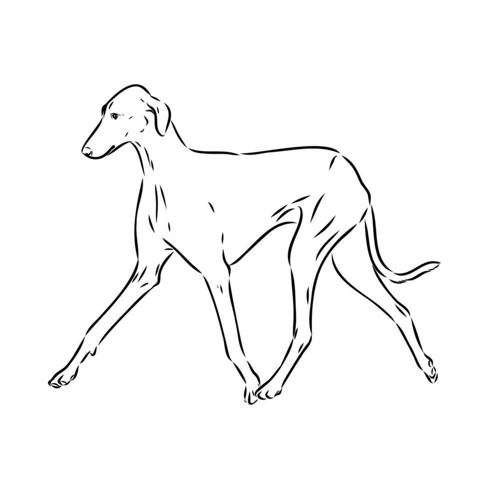 Greyhound azawak vector sketch