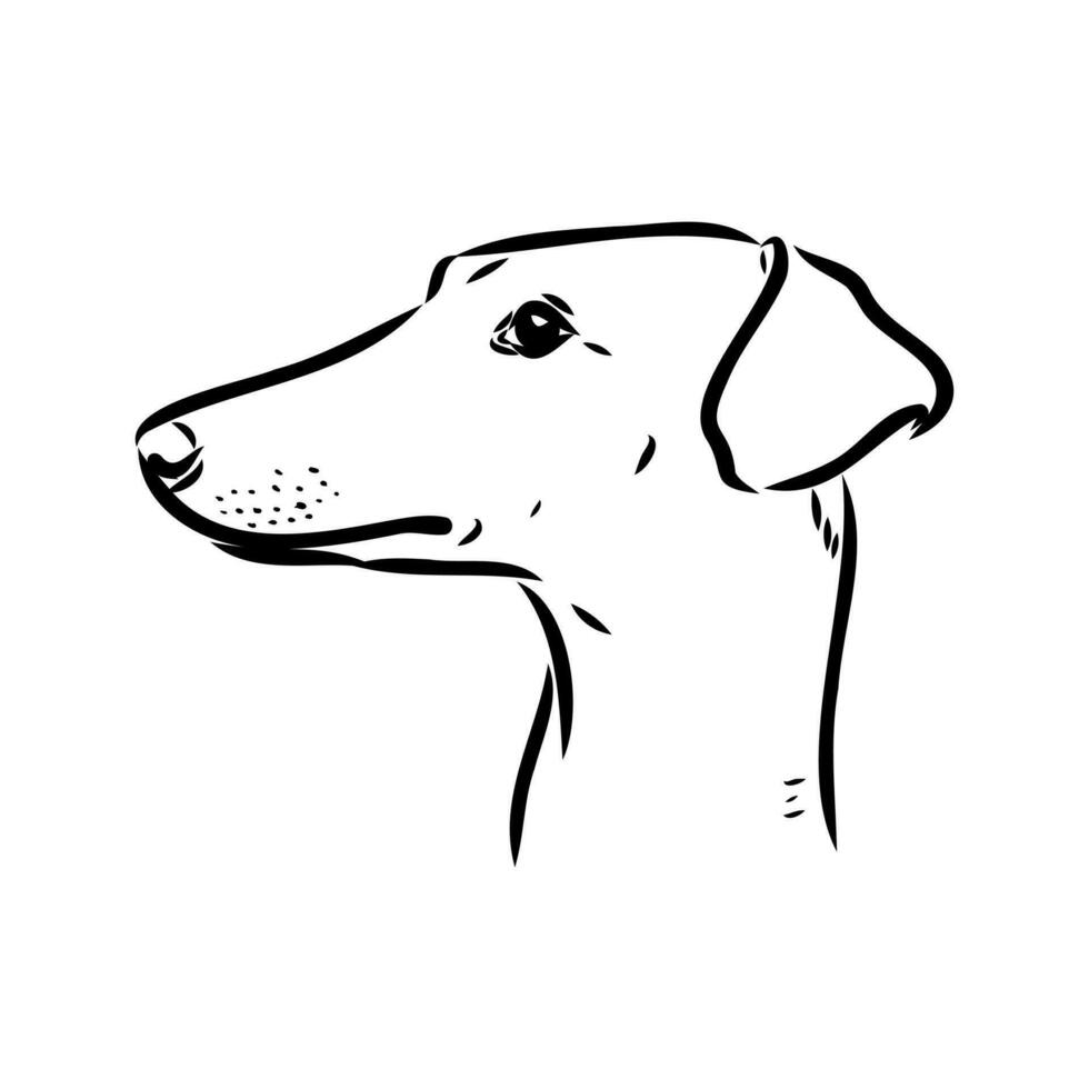 Greyhound azawak vector sketch