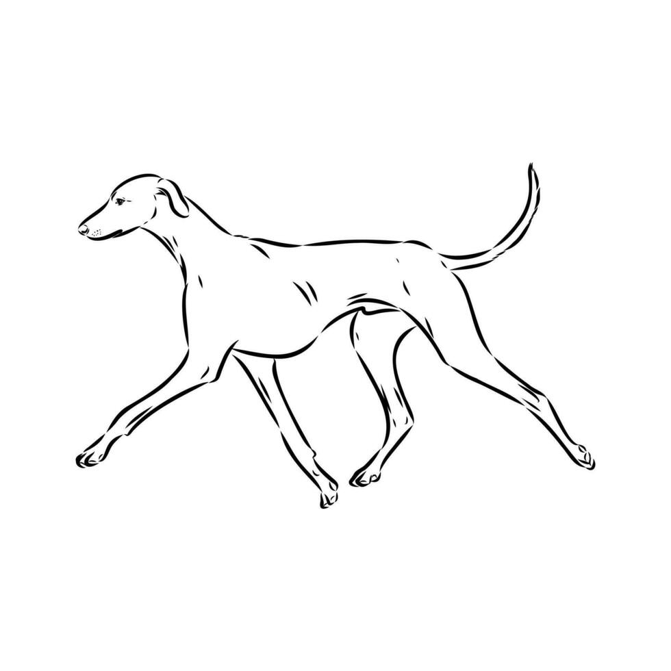 Greyhound azawak vector sketch