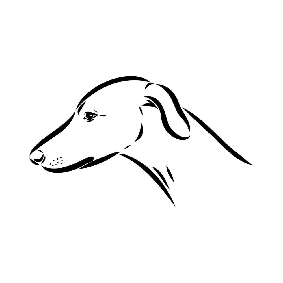 Greyhound azawak vector sketch