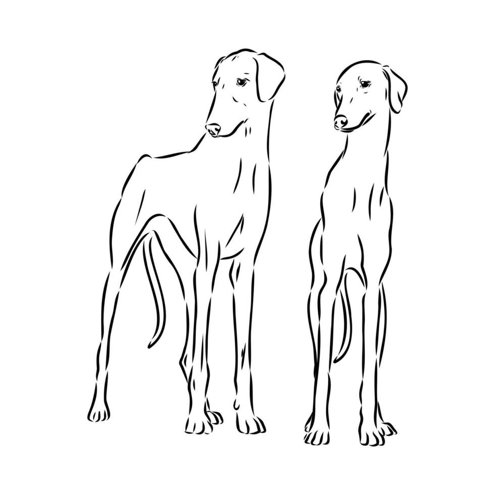 Greyhound azawak vector sketch