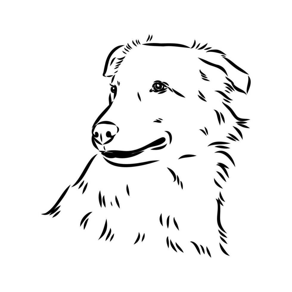 Aidi the dog vector sketch