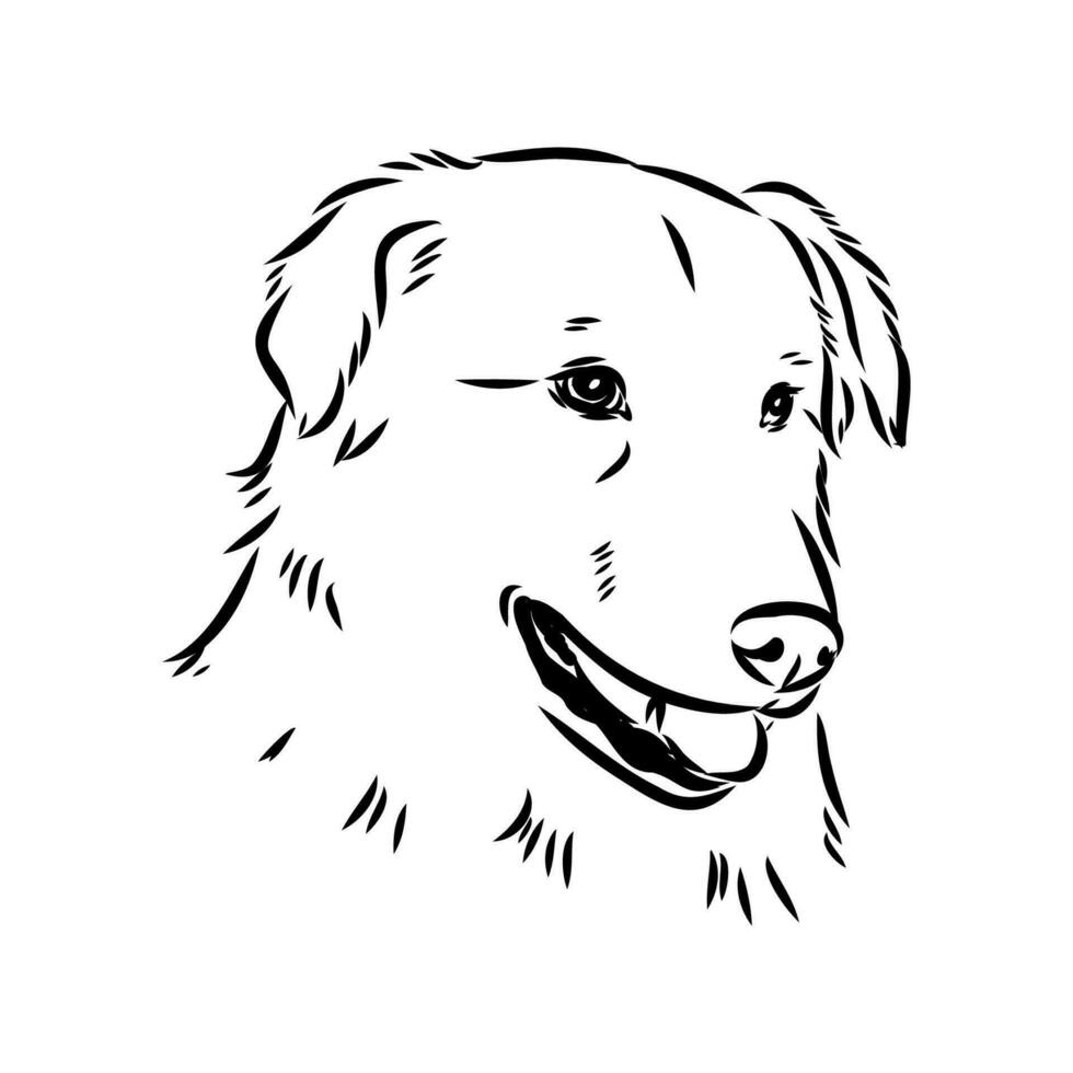 Aidi the dog vector sketch