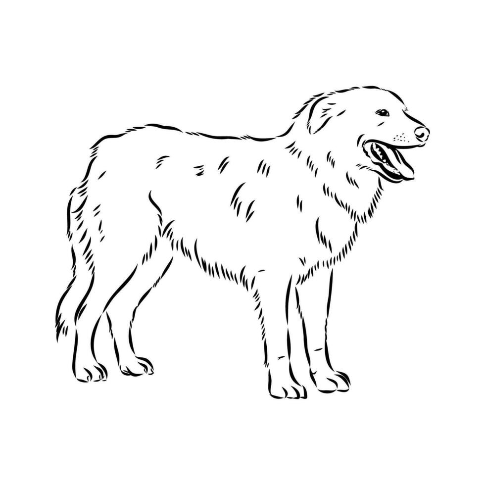 Aidi the dog vector sketch