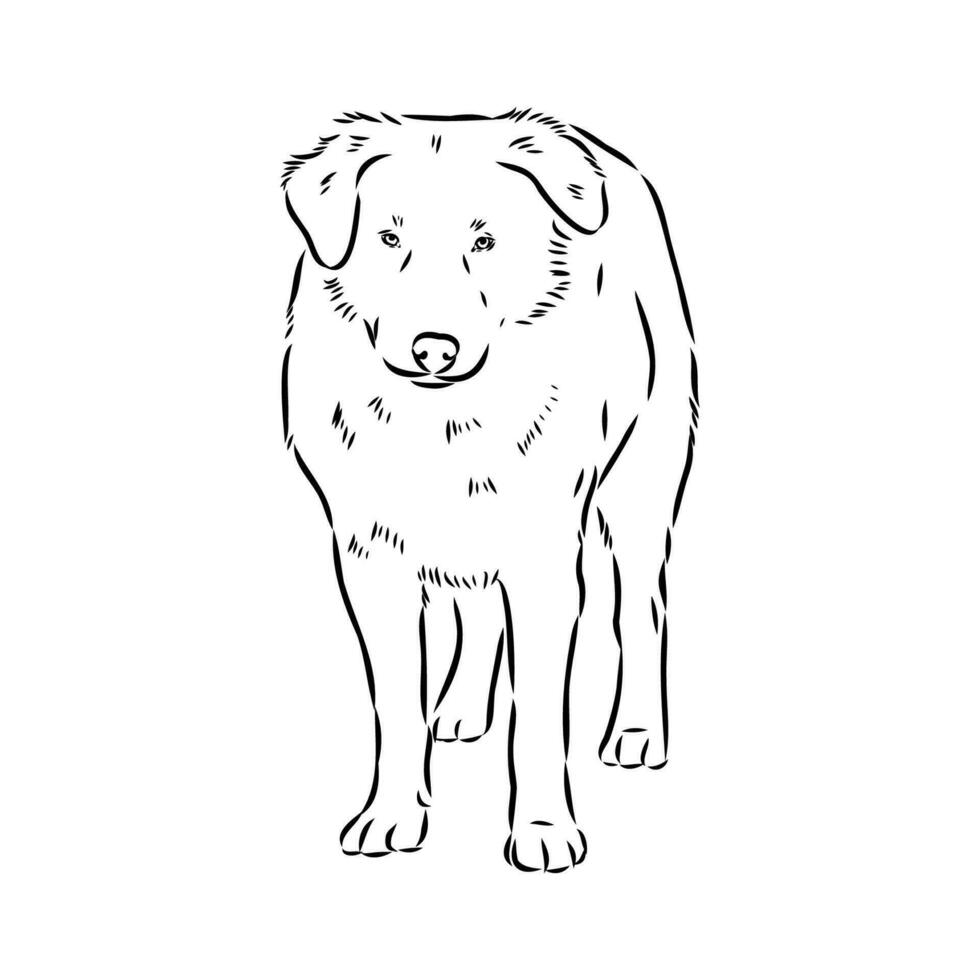 Aidi the dog vector sketch