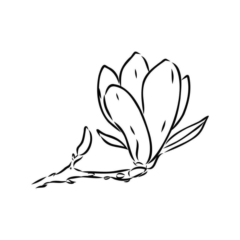 magnolia flower vector sketch