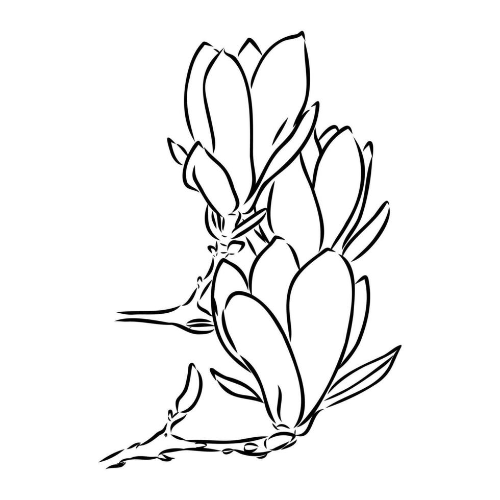 magnolia flower vector sketch