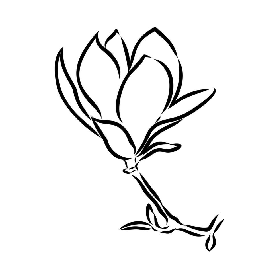 magnolia flor vector bosquejo
