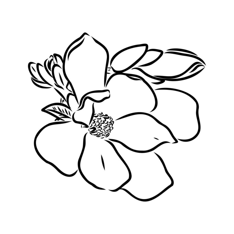 magnolia flower vector sketch