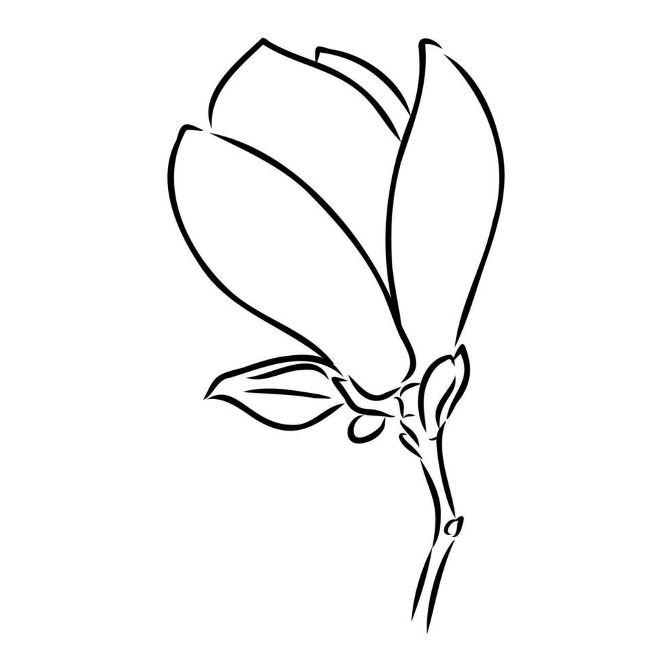 magnolia flor vector bosquejo