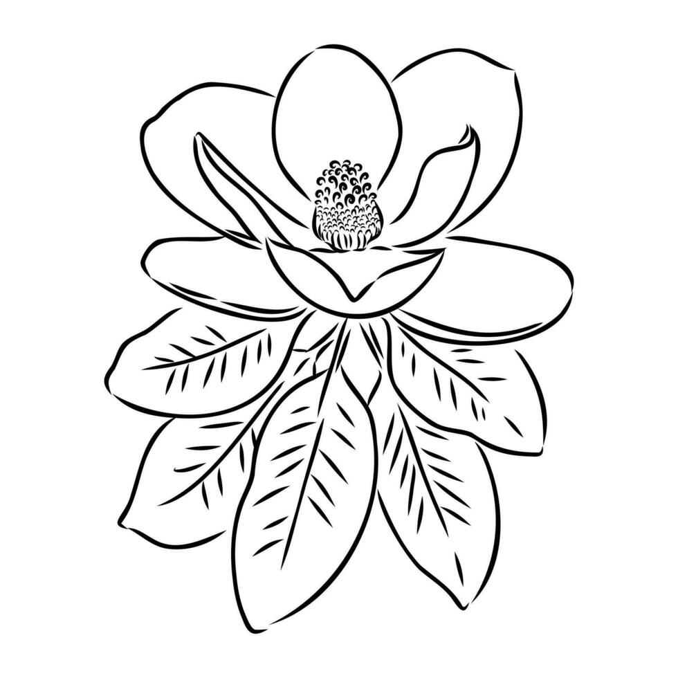 magnolia flor vector bosquejo