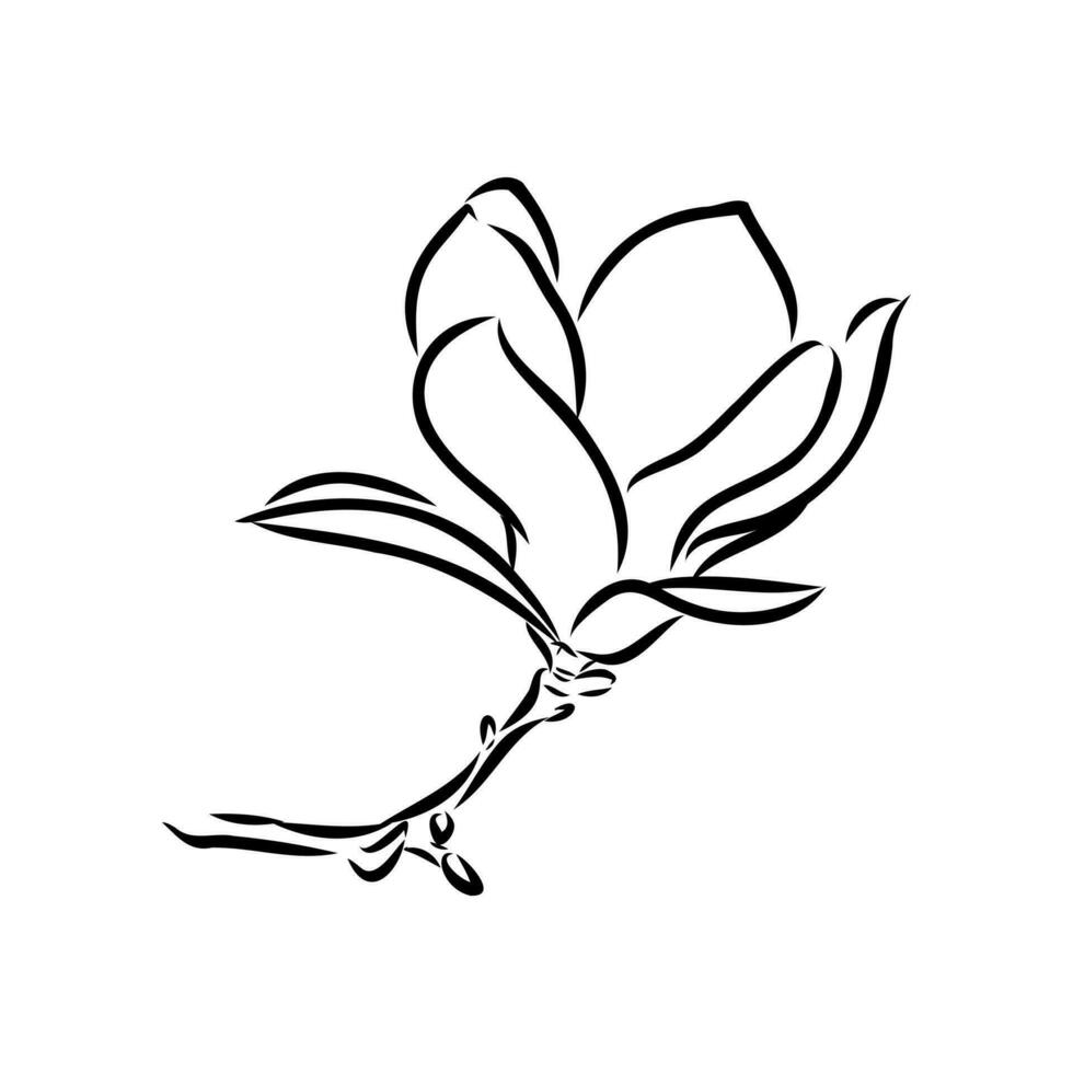 magnolia flower vector sketch