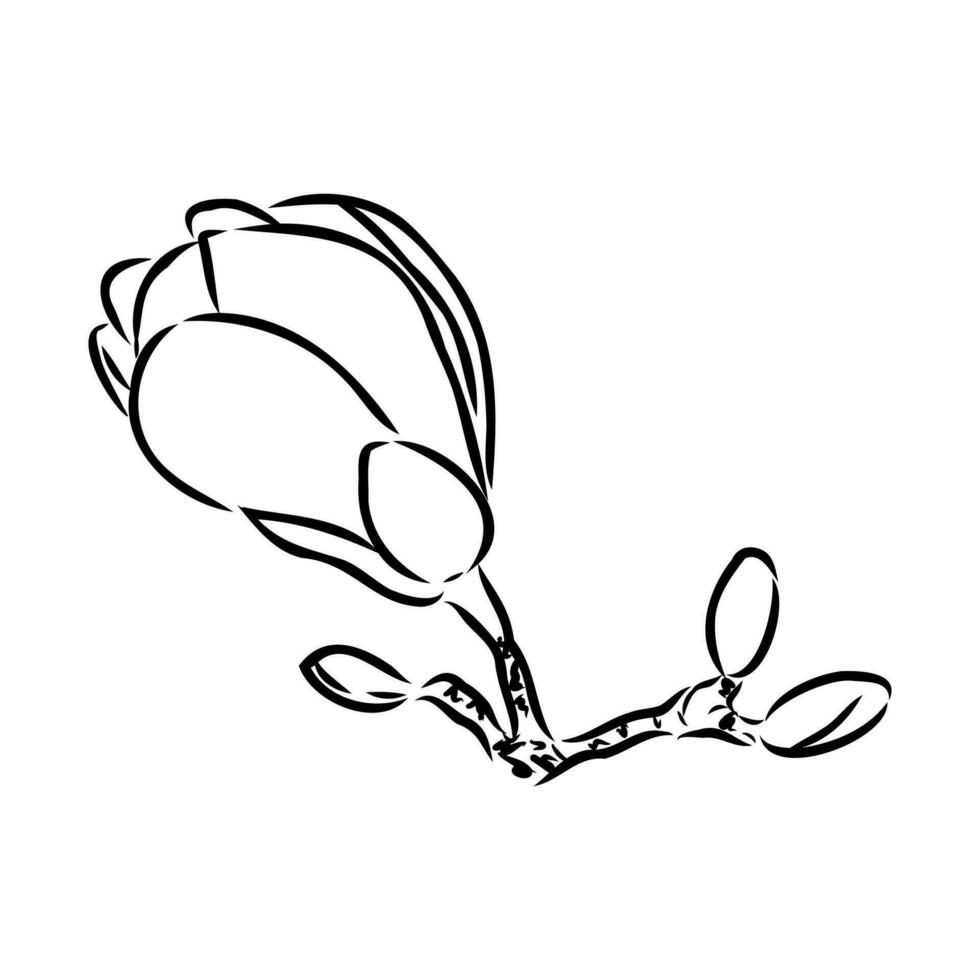 magnolia flower vector sketch