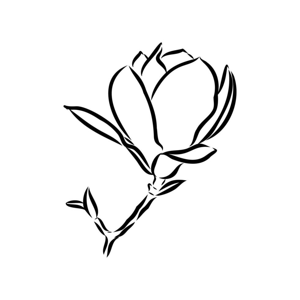 magnolia flower vector sketch