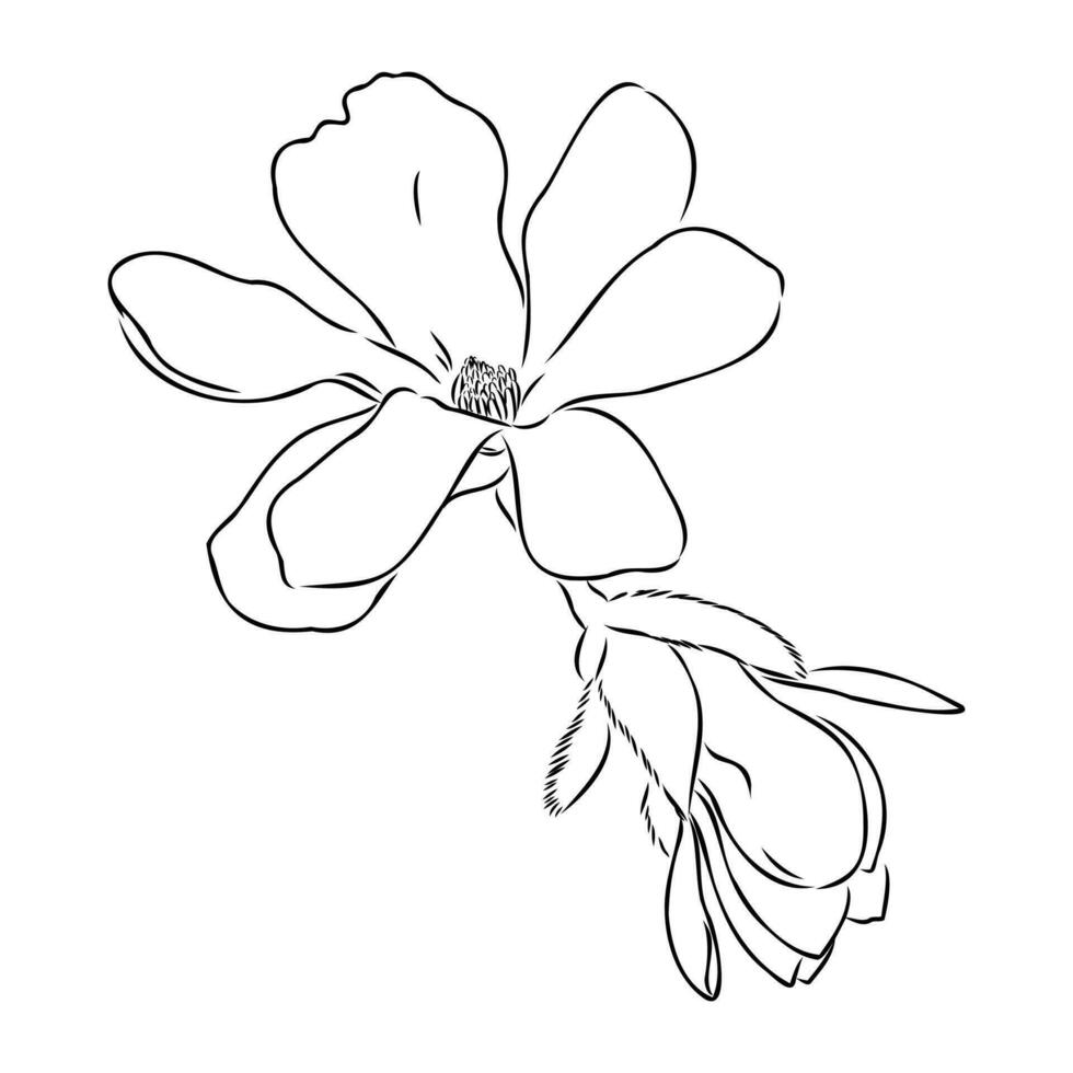 magnolia flower vector sketch