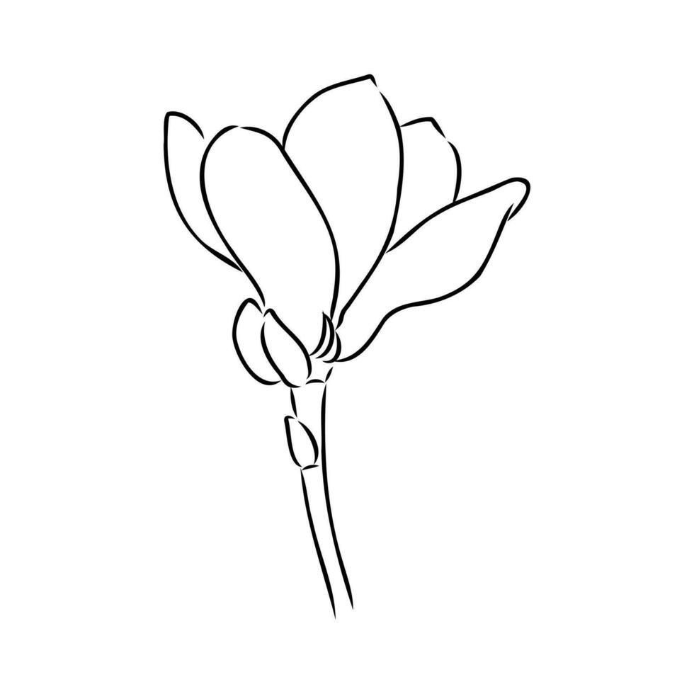 magnolia flower vector sketch