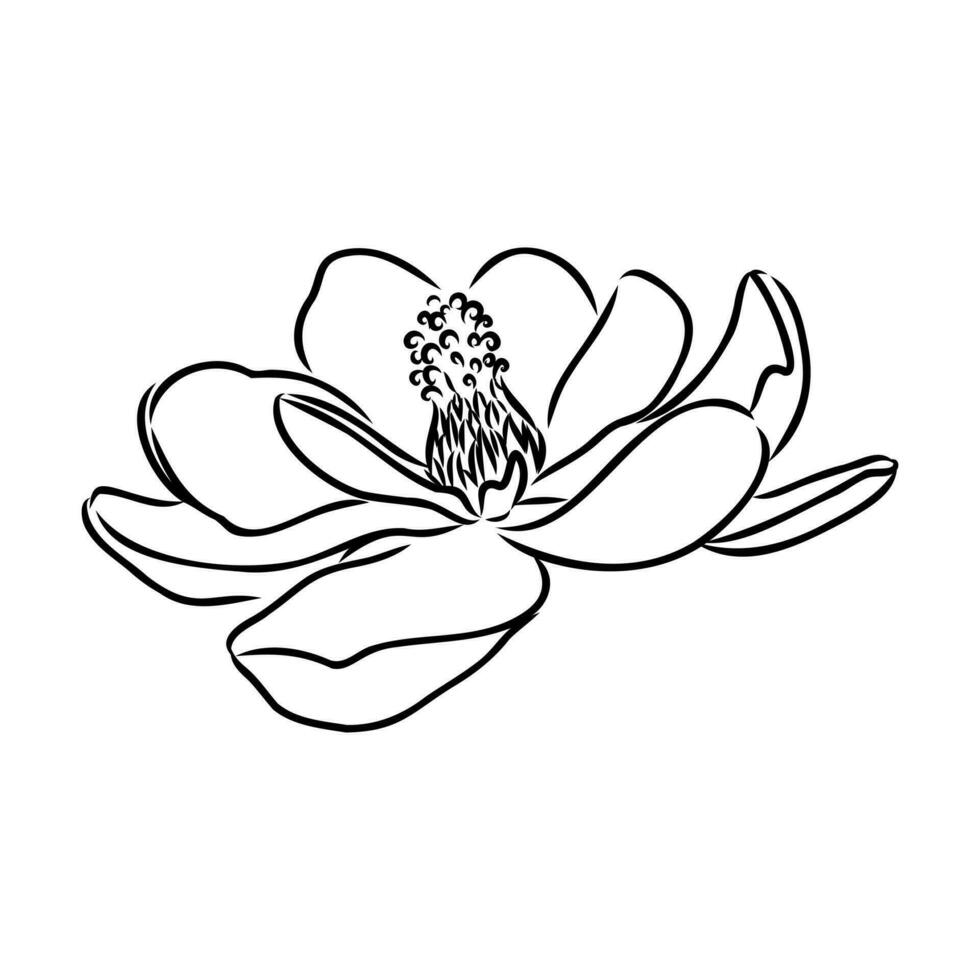 magnolia flor vector bosquejo