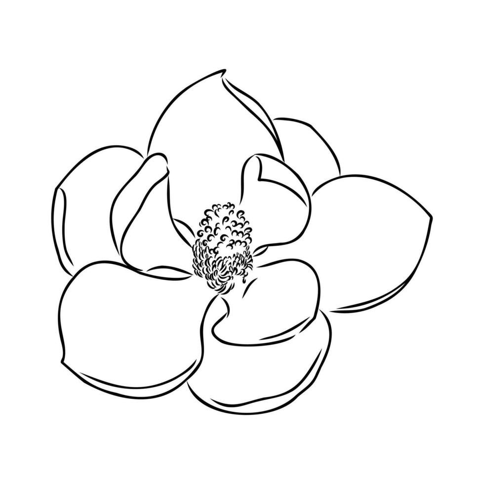 magnolia flor vector bosquejo