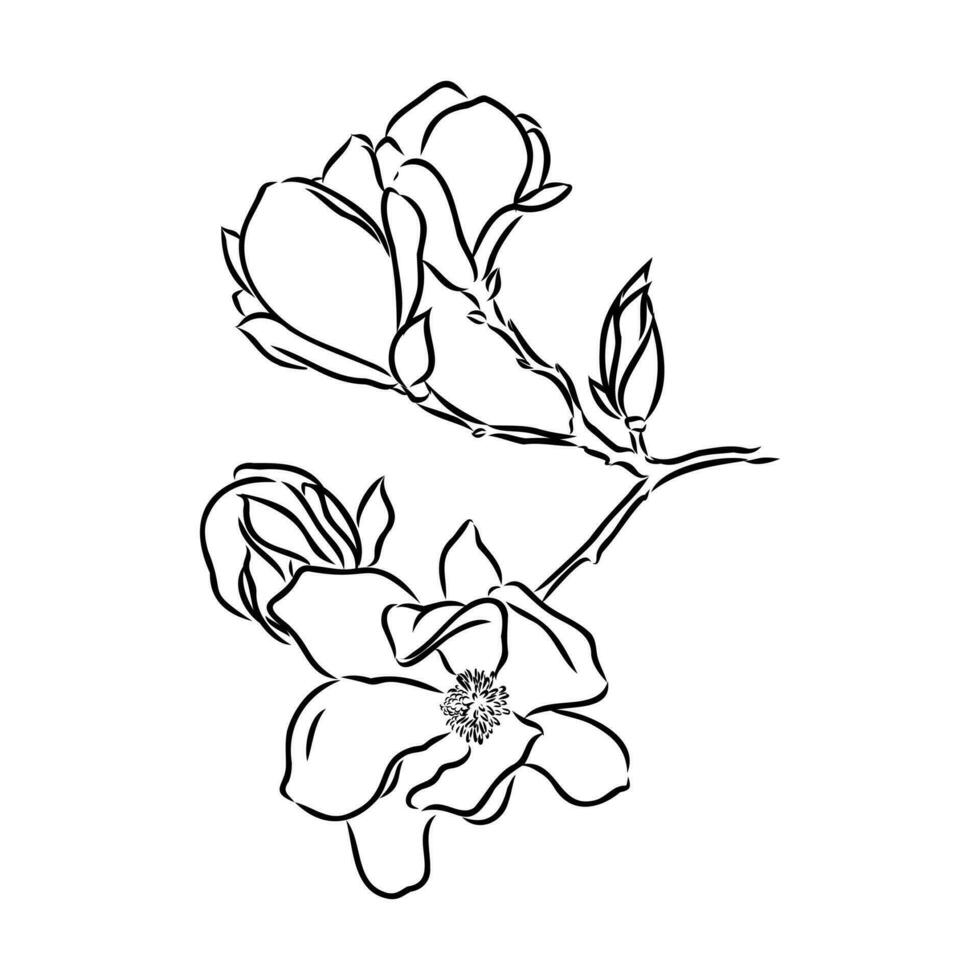 magnolia flower vector sketch