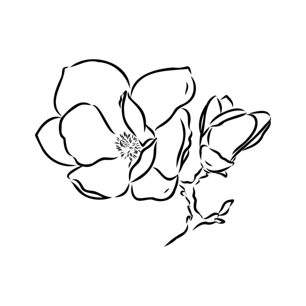 magnolia flower vector sketch