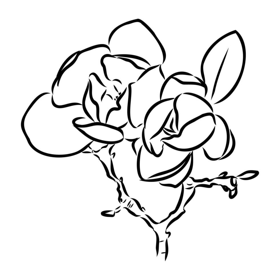 magnolia flower vector sketch