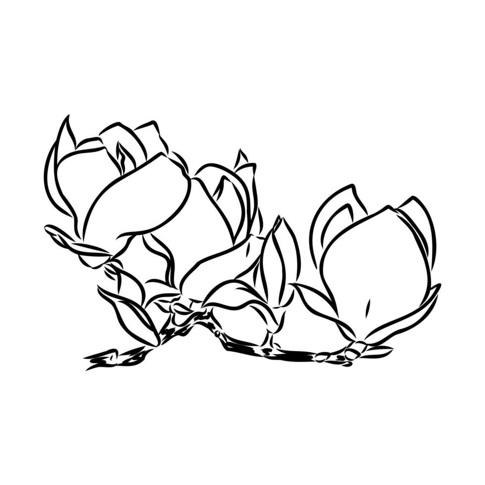 magnolia flower vector sketch