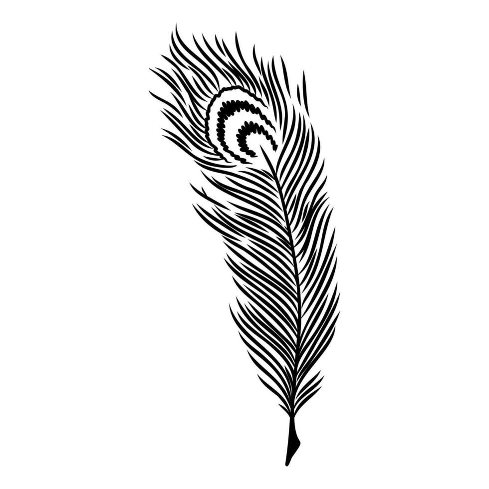 peacock feather vector sketch