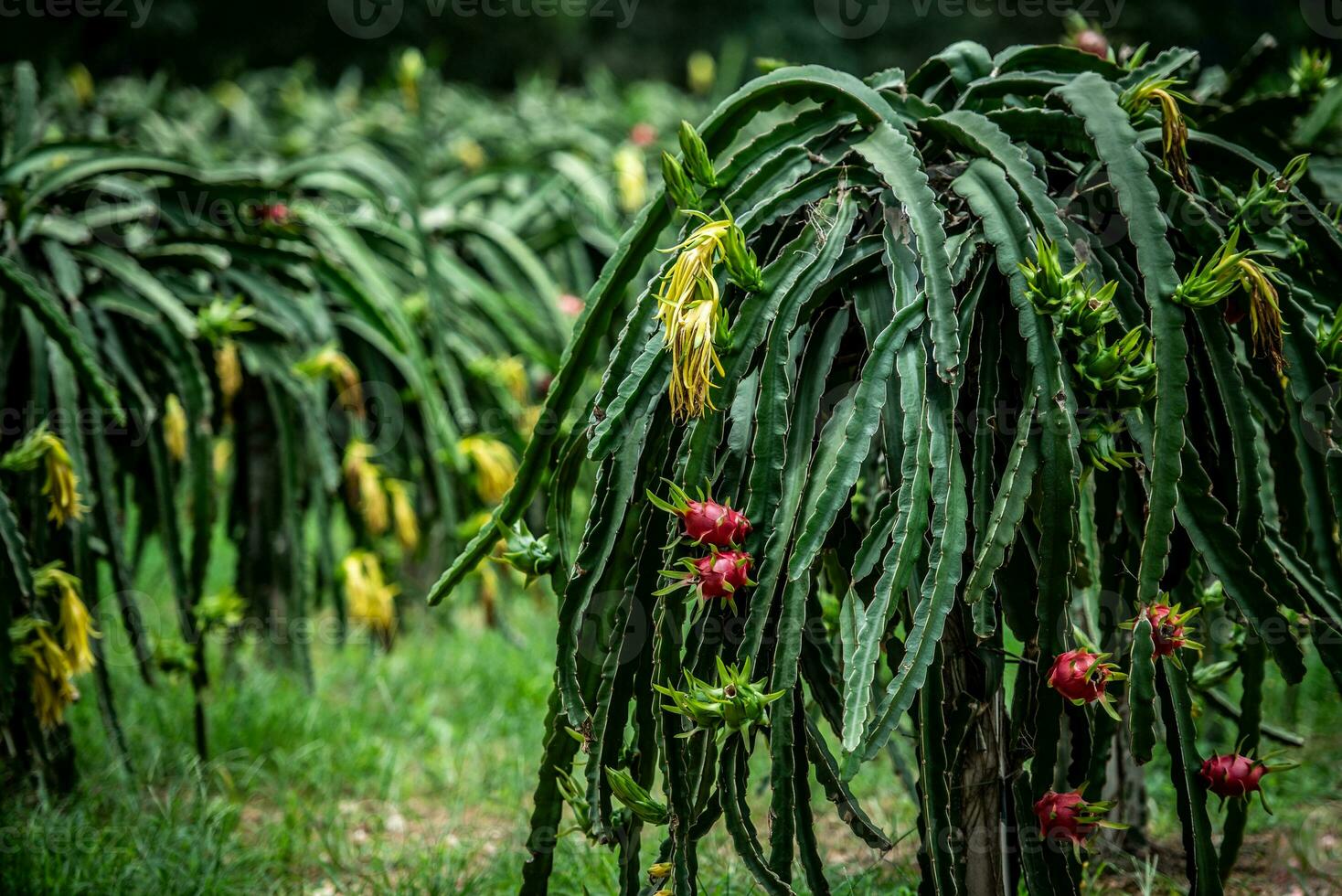 dragon fruit tree waiting for the harvest in the agriculture farm at asian, plantation dragon fruit in thailand fruit orchard outdoor natural. photo