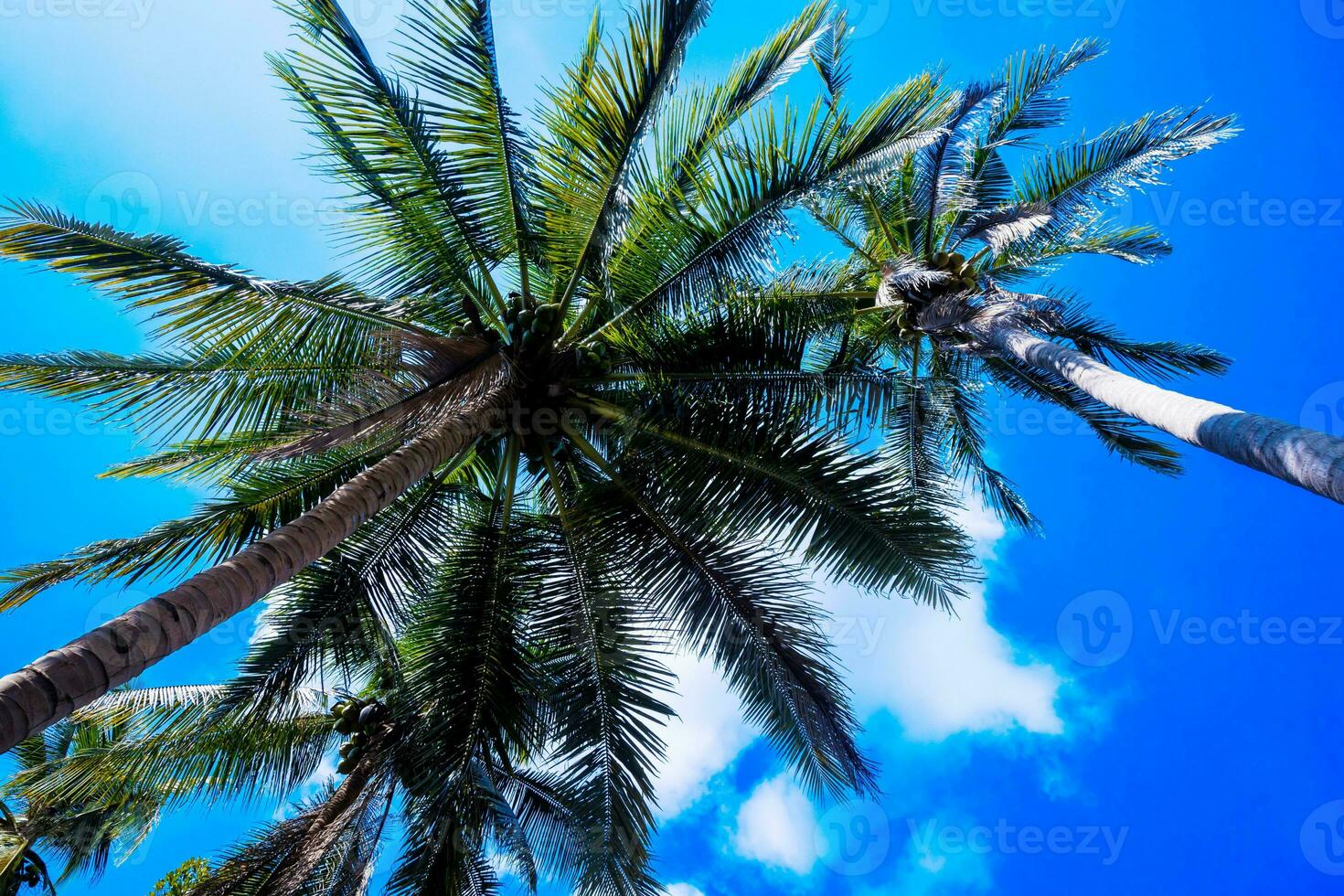 Coconut tree blue sky and palm trees, view from below,  and summer background, travel and relax concept. photo