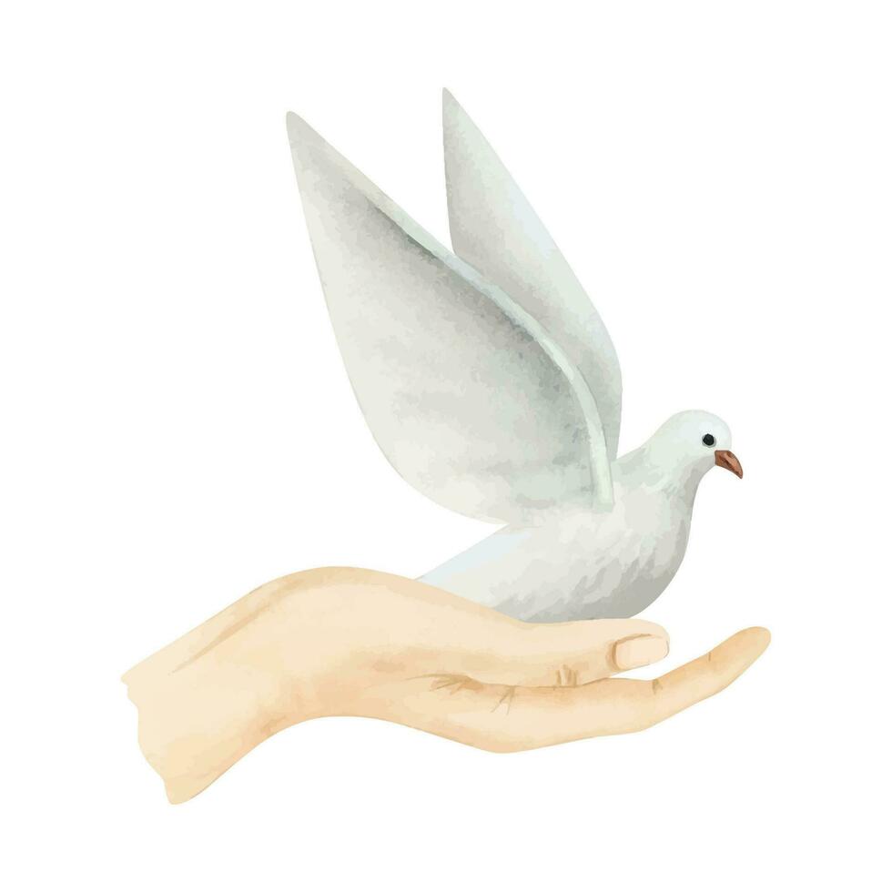 White flying dove of peace sitting on hand watercolor vector illustration. Hand drawn pigeon bird in realistic simple style