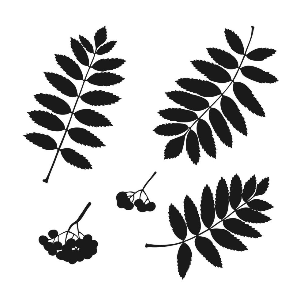 Set with silhouette rowan leaf. Hand drawn autumn vector illustration.