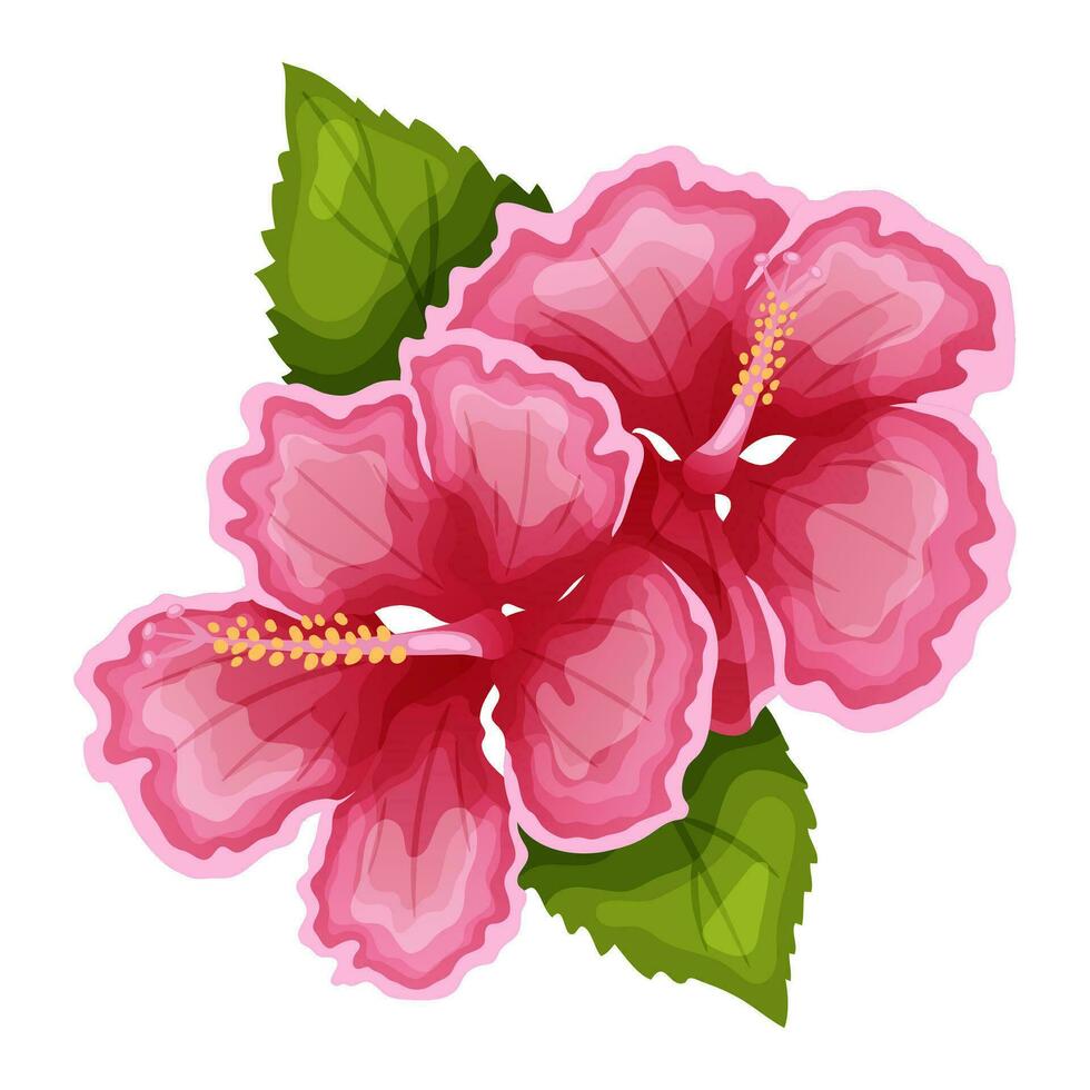 Hibiscus flowers, vector illustration